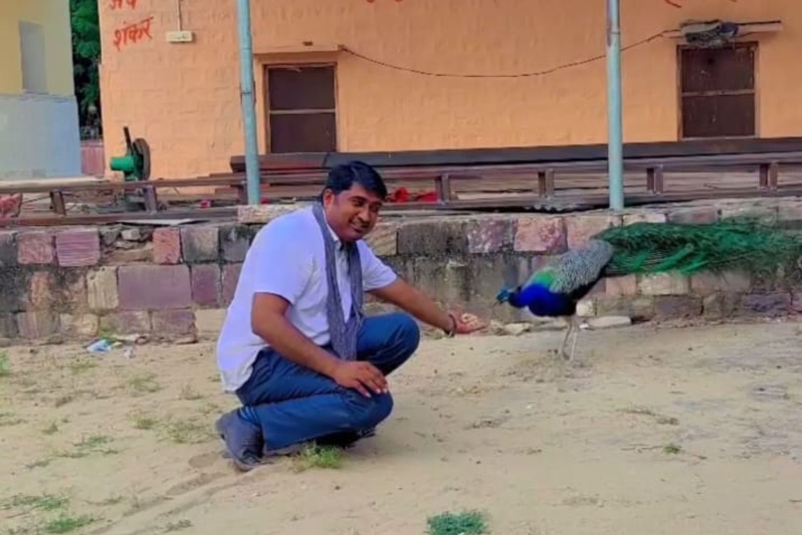 मोर चुग्गा सेवा