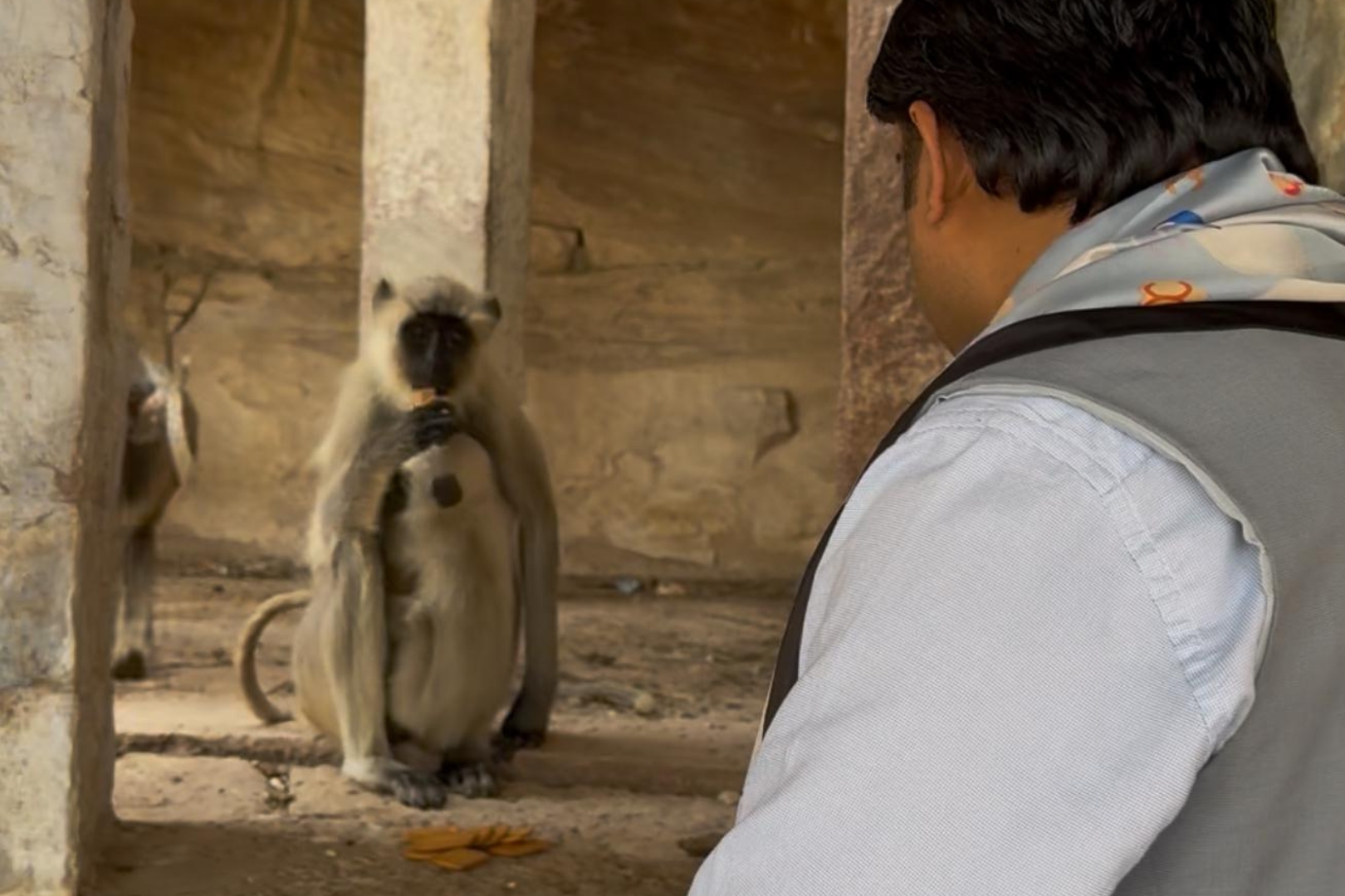 बंदरों को भोजन सेवा