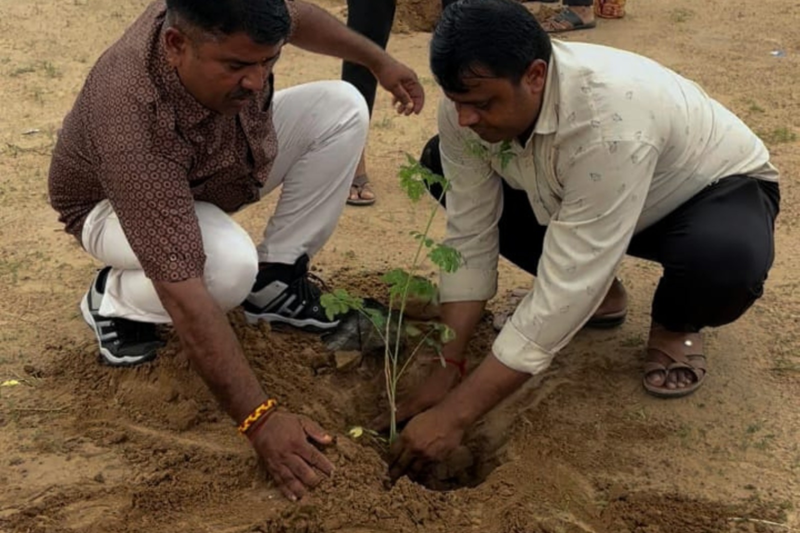 पौधारोपण